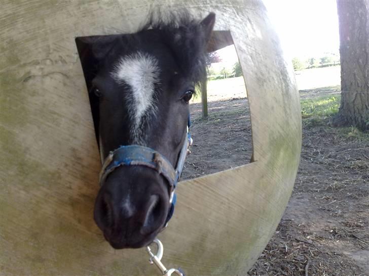 Shetlænder Timon billede 13