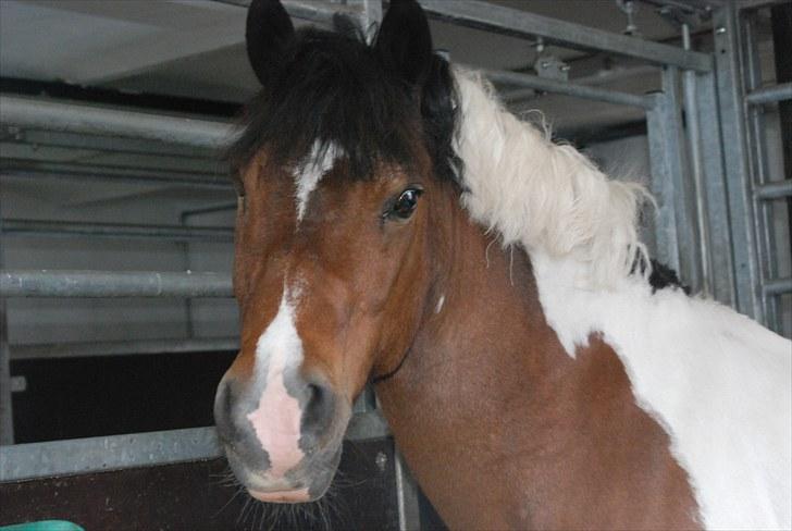 Pinto Spotty Cassiopeia B-pony - dejlig pony billede 4