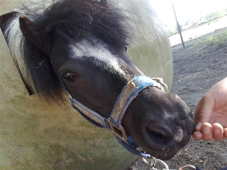 Shetlænder Timon billede 14