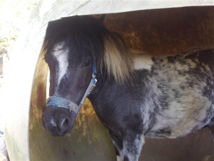 Shetlænder Timon billede 15