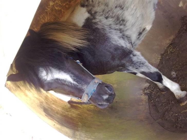 Shetlænder Timon billede 16