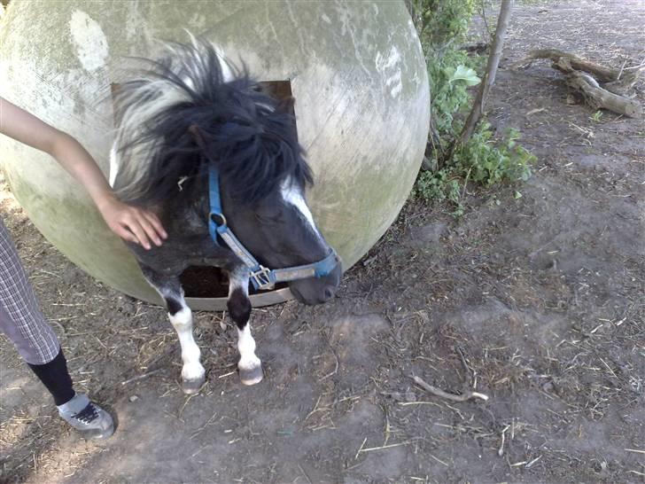 Shetlænder Timon billede 17