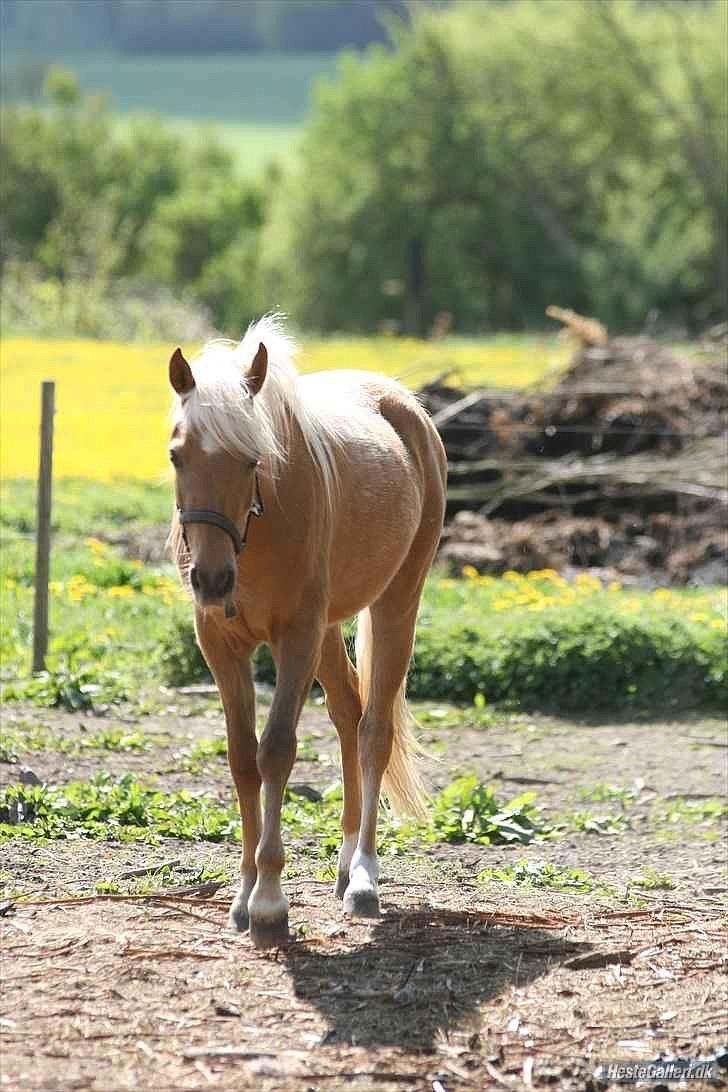 Palomino Rosendahls Golden Mihalie - ;) Foto: Strømpen ;) billede 12