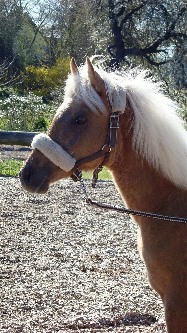 Palomino Rosendahls Golden Mihalie - vind i håret... billede 14