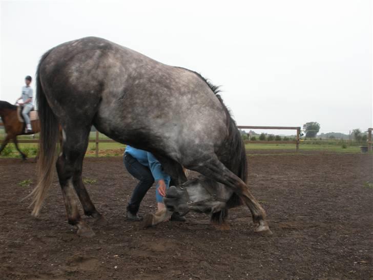 Fuldblod (XX) Warrior billede 8