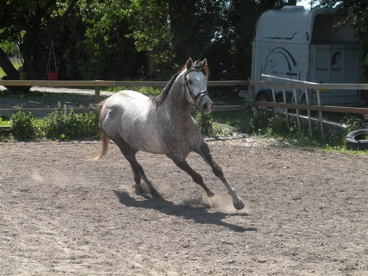 Fuldblod (XX) Warrior billede 9