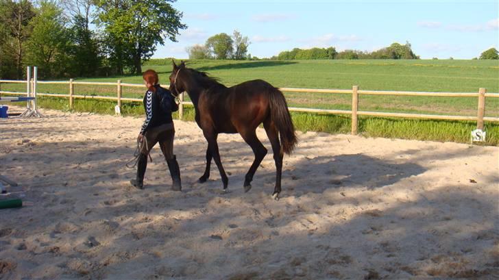 Holstener Caviola billede 11