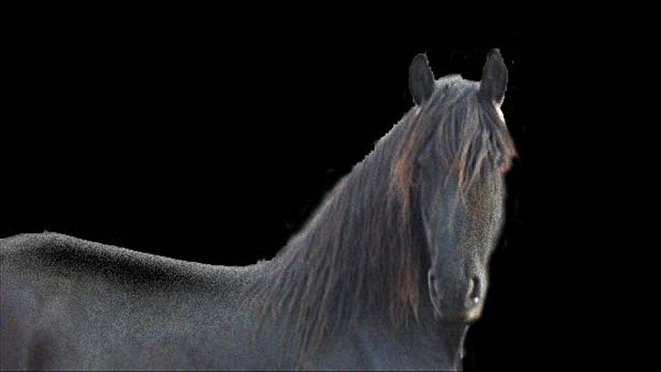 Frieser Ieke Mewaline B. #SOLGT# R.I.P. Mulle billede 5