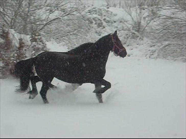 Frieser Ieke Mewaline B. #SOLGT# R.I.P. Mulle billede 7