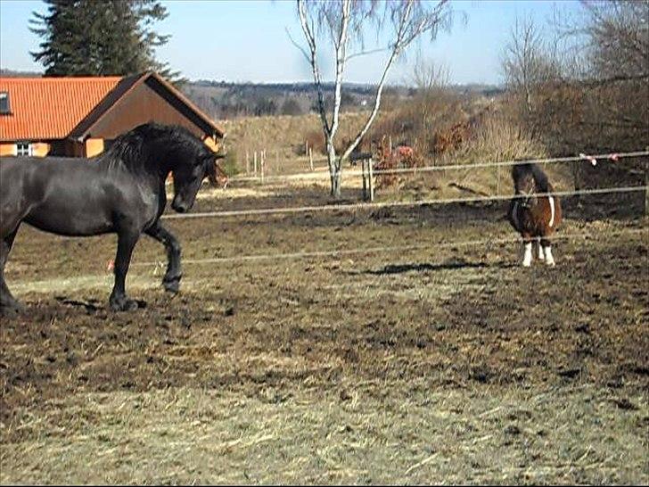 Frieser Ieke Mewaline B. #SOLGT# R.I.P. Mulle - Ieke viser sig, mens Frida ser beundrende til  ;0) billede 9