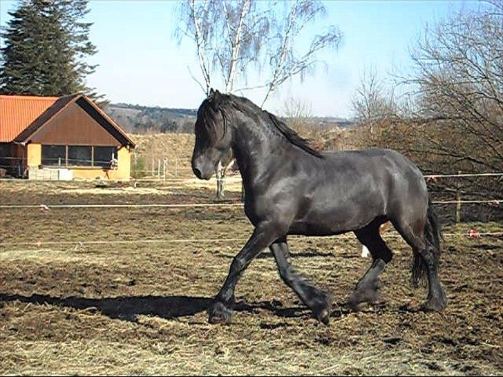 Frieser Ieke Mewaline B. #SOLGT# R.I.P. Mulle - Marts 2011 billede 6