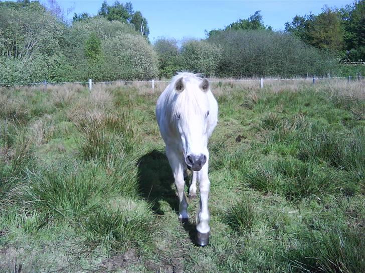 Anden særlig race Blackie (rider ikke mere) - blackie billede 1