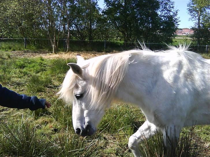 Anden særlig race Blackie (rider ikke mere) - igen igen:) billede 4