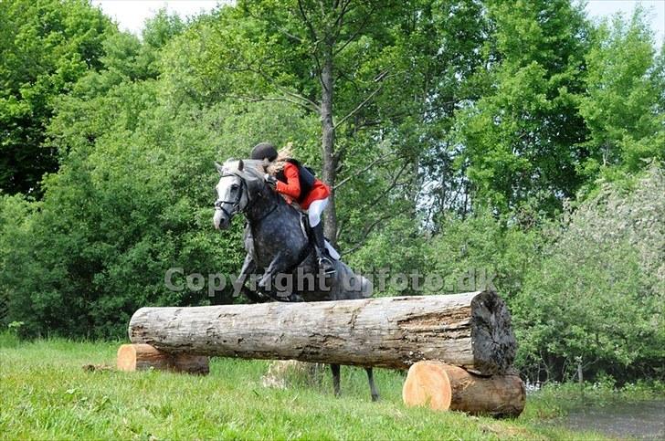 Welsh Cob (sec D) Jackpot<3 (Himmelhest) - over vandet og vidre over det næste spring<3 jagt på friheden fuld ført!! elsker dig!!!!   billede 9