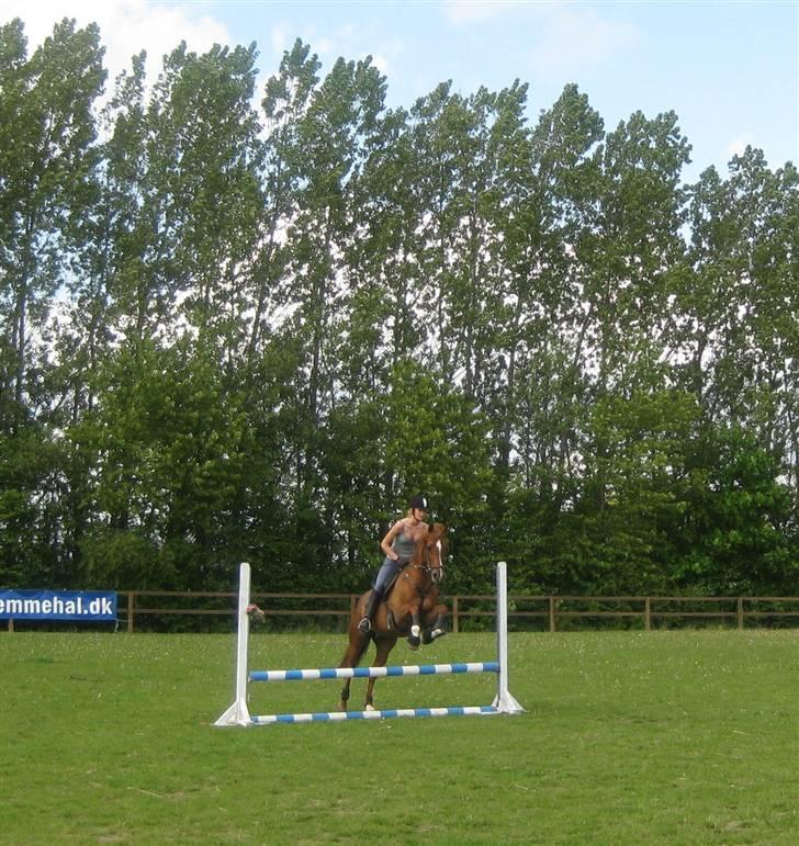 Tysk Sportspony Principal Touch  billede 15