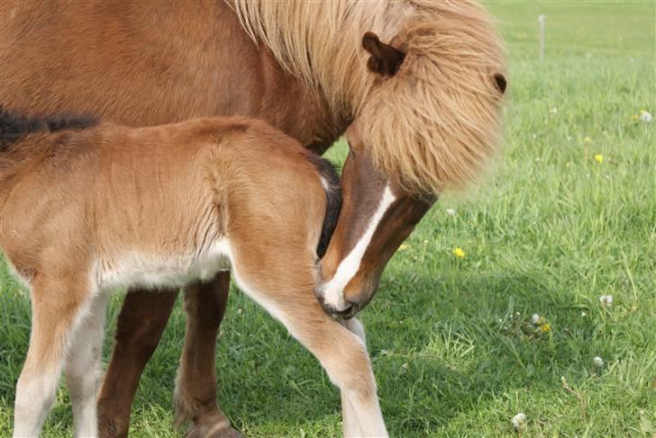 Islænder Hrókur fra Villa Thule billede 10