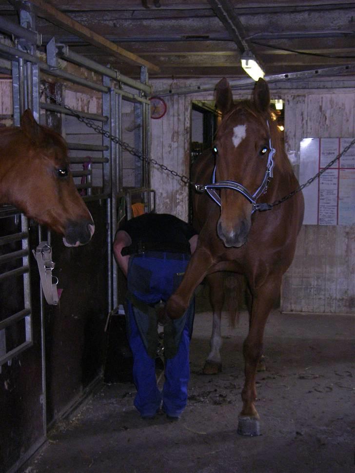 Dansk Varmblod Comet - Comet får ordnet fusser af Patrick :) Det tog han bare til ug :) billede 5