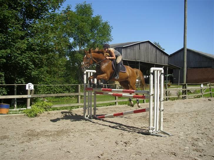 Dansk Varmblod Comet - Spring med Manya d. 5. august 2009 HAN VAR SÅ GOD!!! Jeg sprang også den dag, dejlige dreng!! billede 8