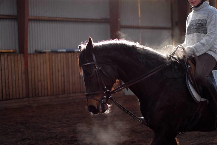 Hollandsk Varmblod Kimberly (SOLGT) billede 8