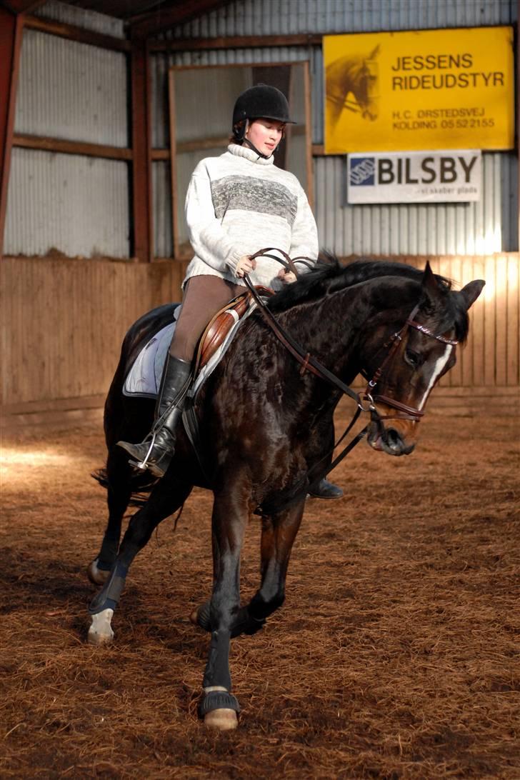 Hollandsk Varmblod Kimberly (SOLGT) billede 9