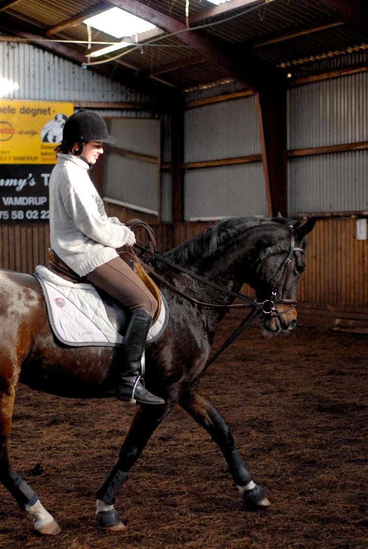 Hollandsk Varmblod Kimberly (SOLGT) billede 10