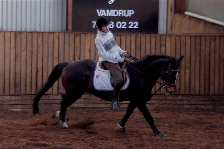 Hollandsk Varmblod Kimberly (SOLGT) billede 11