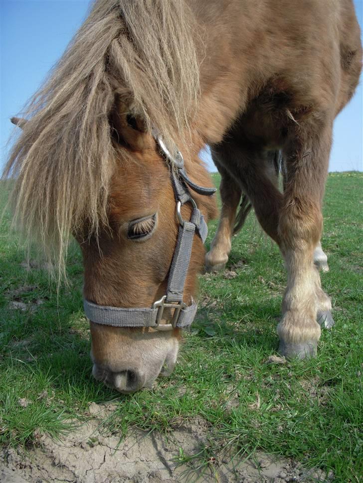 Shetlænder Prins - Prins på folden <3 billede 16