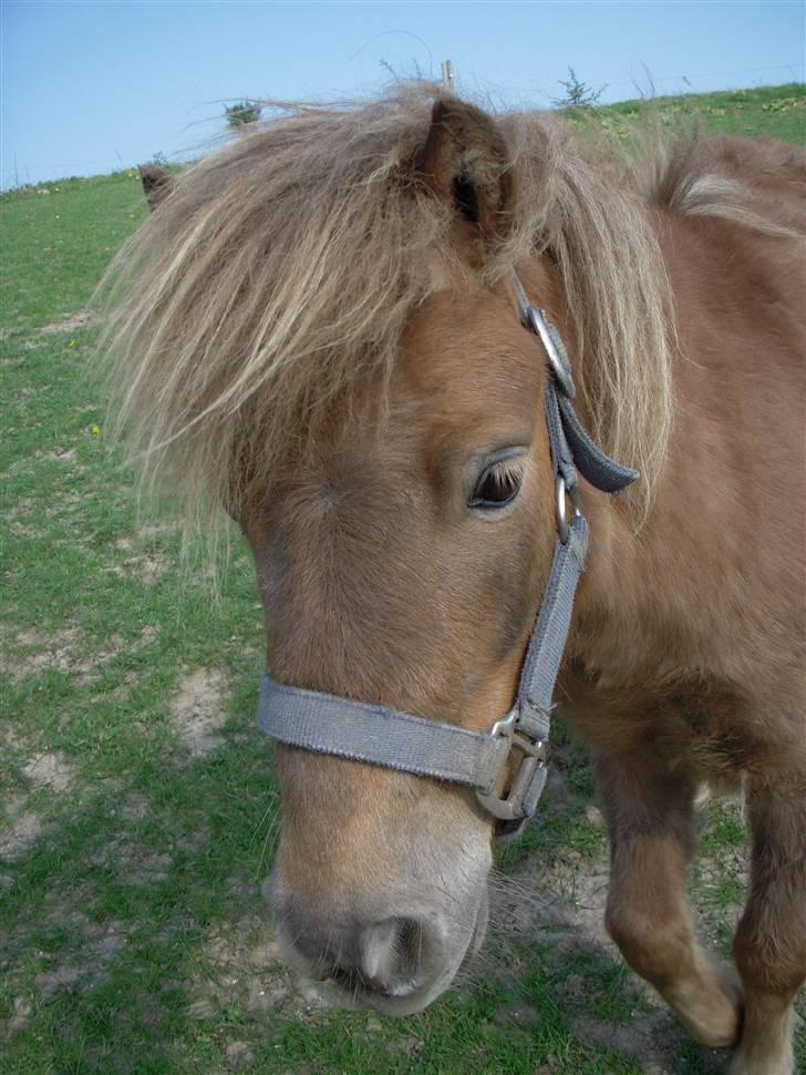 Shetlænder Prins billede 17