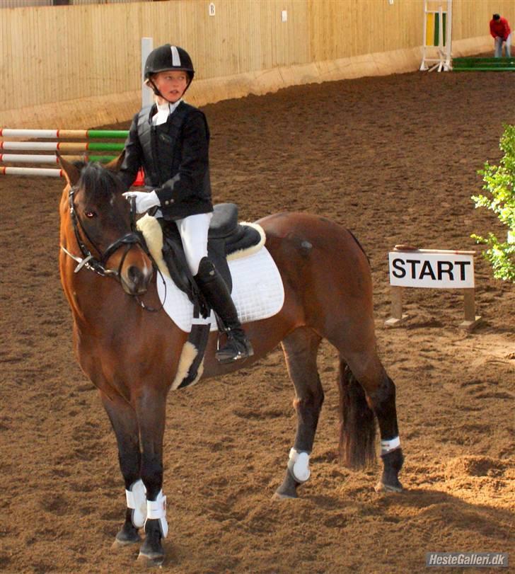 New Forest Sandie Ladager  - 1. plads! :D Igen, igen ;) billede 13