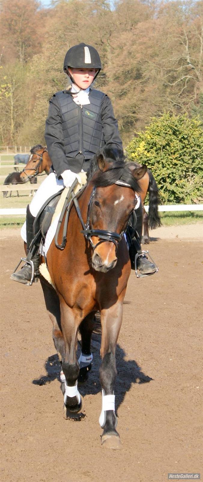 New Forest Sandie Ladager  - Opvarming -stævne FUGL billede 14