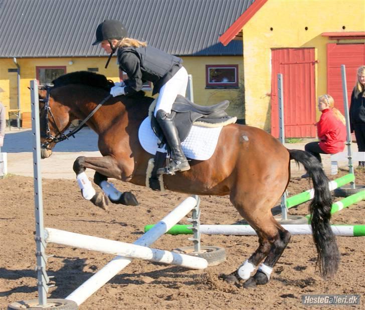 New Forest Sandie Ladager  - Stævne - opvarming ;) billede 15