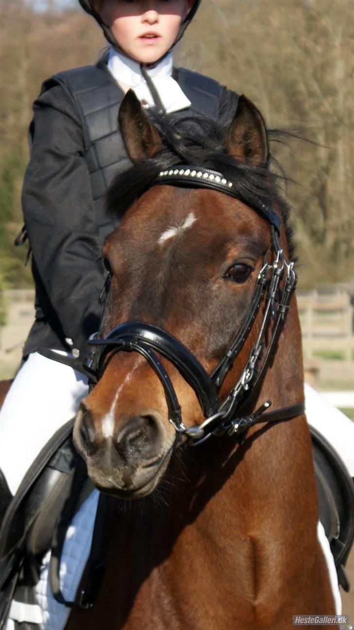 New Forest Sandie Ladager  billede 16