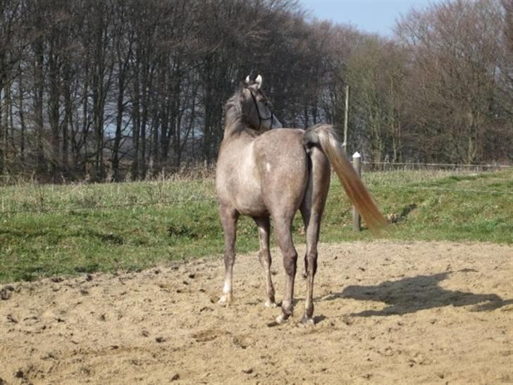 Arabisk fuldblod (OX) Redondo <3 billede 4