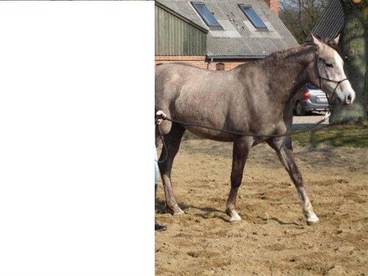 Arabisk fuldblod (OX) Redondo <3 billede 5