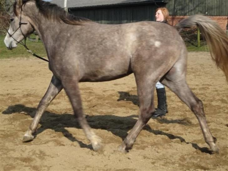 Arabisk fuldblod (OX) Redondo <3 billede 6