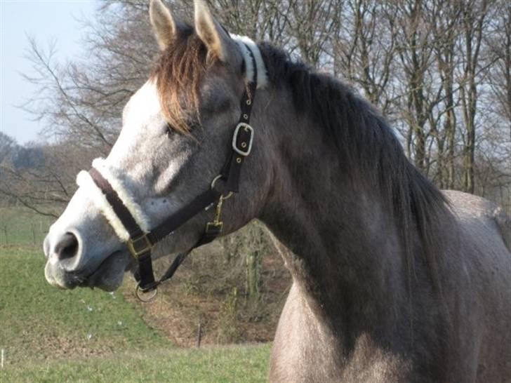 Arabisk fuldblod (OX) Redondo <3 billede 7