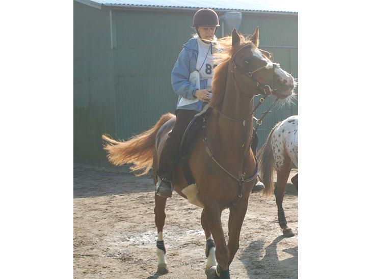 {{currentPhoto.altText}} billede {{currentPhoto.number}}