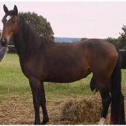 Anden særlig race Odessa