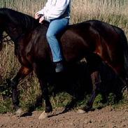 Anden særlig race Odessa