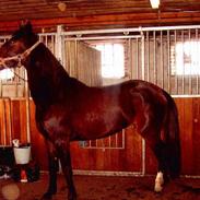 Anden særlig race Odessa