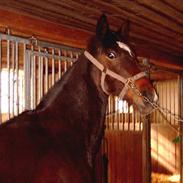 Anden særlig race Odessa