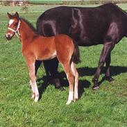 Anden særlig race Odessa