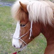 Islænder Sara fra Dybdalen