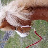 Islænder Sara fra Dybdalen