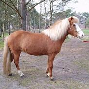 Islænder Sara fra Dybdalen