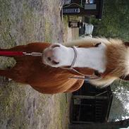 Islænder Sara fra Dybdalen