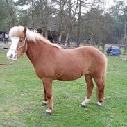 Islænder Sara fra Dybdalen