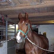 Dansk Varmblod Lopez