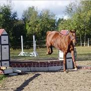 Fuldblod (XX) La Bonie