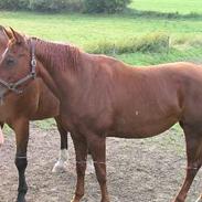 Fuldblod (XX) La Bonie